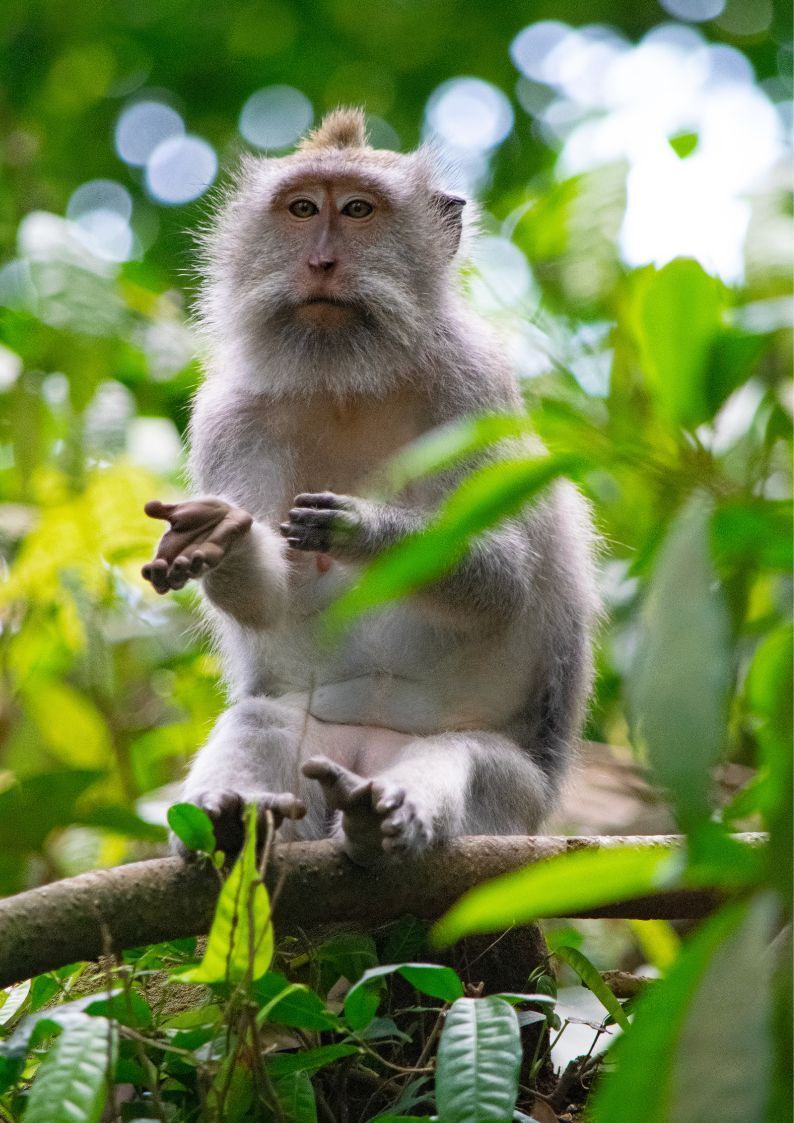 qué ver en Bali