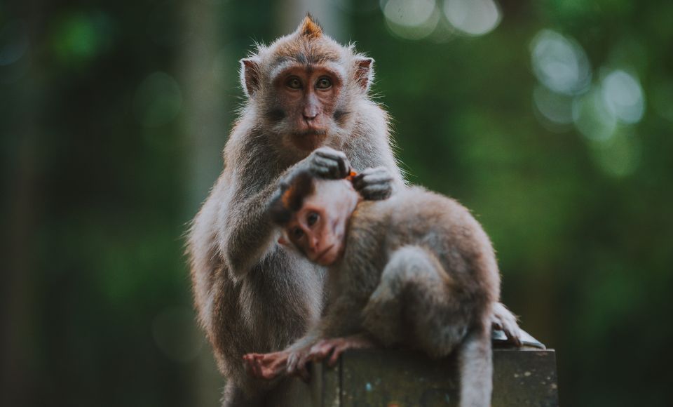 qué ver en Bali, Itinerario Bali, templo de los monos bali