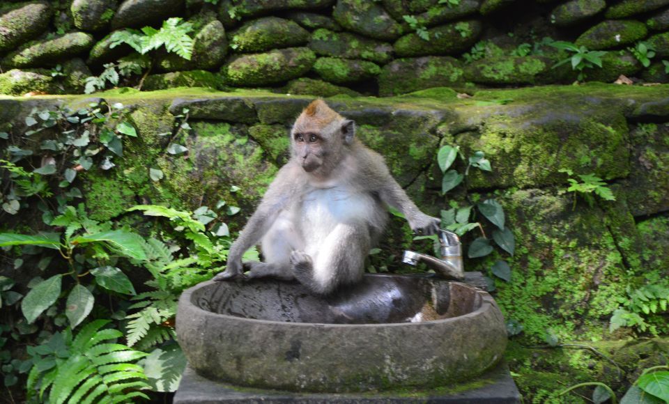 qué ver en Bali, Itinerario Bali, templo de los monos bali